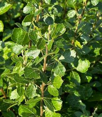 Rhus aromatica - Fragrant Sumac from Pleasant Run Nursery