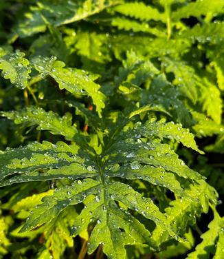 Onoclea sensibilis - Sensitive Fern from Pleasant Run Nursery