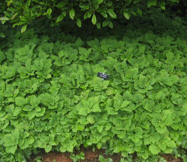 Pachysandra procumbens - Pachysandra from Pleasant Run Nursery