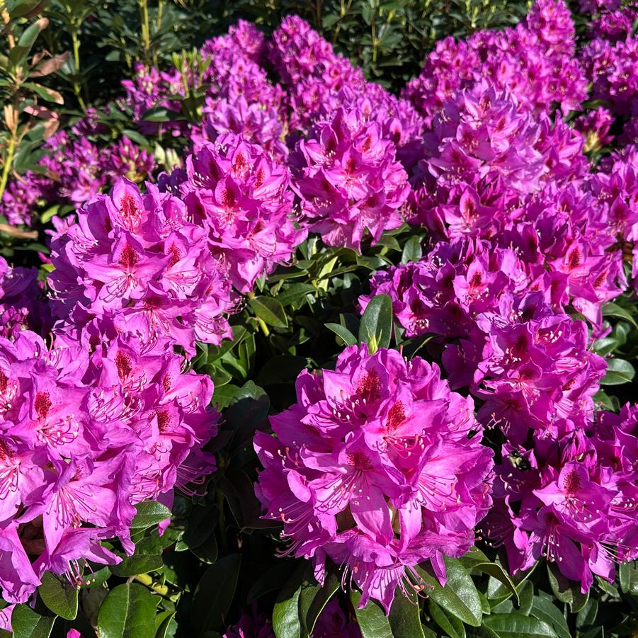 Rhododendron x 'Anah Kruschke' - Rhododendron from Pleasant Run Nursery