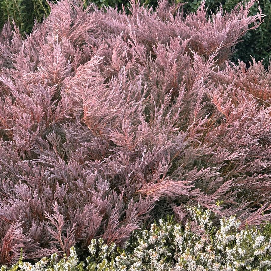 Juniperus horizontalis 'Youngstown' - Creeping Juniper (Winter color)