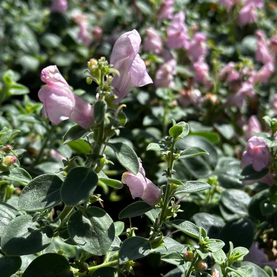 Antirrhinum hispanicum 'Roseum' - Spanish Snapdragon from Pleasant Run Nursery