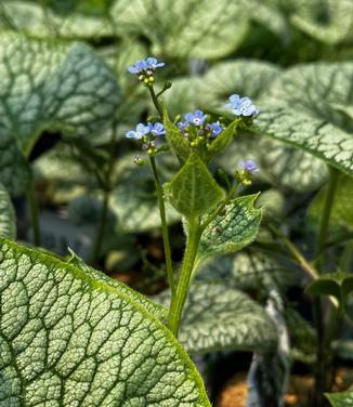 Brunnera macrophylla 'Queen of Hearts' - Brunnera from Pleasant Run Nursery