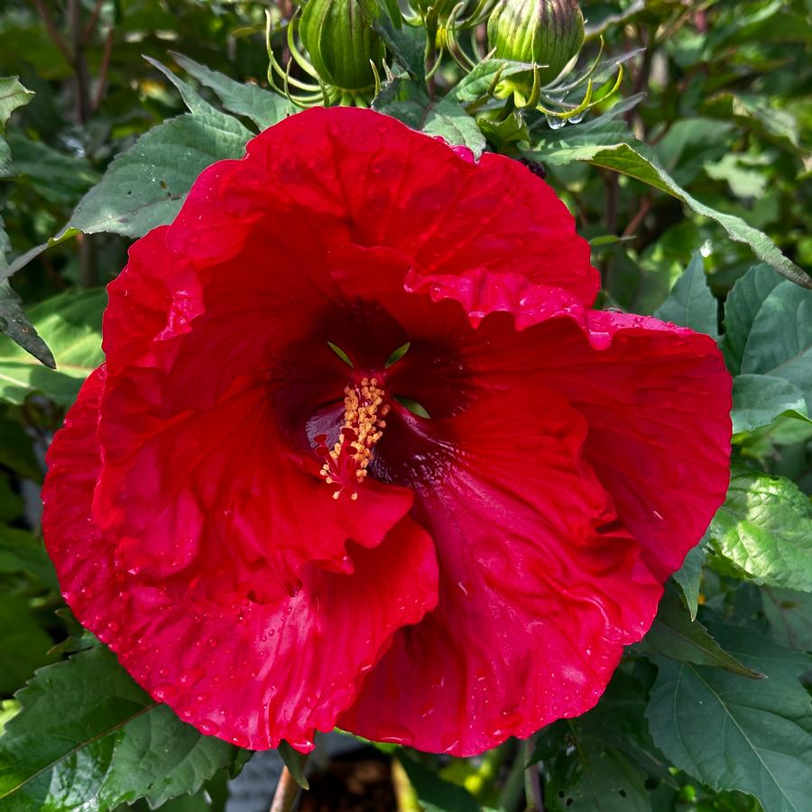Hibiscus x Summerific® 'Valentine's Crush' - Rose Mallow from Pleasant Run Nursery