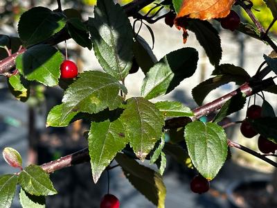 Malus x Royal Raindrops® - Crabapple from Pleasant Run Nursery