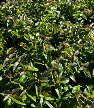 Monarda bradburiana 'Midnight Oil' - Eastern Bee Balm from Pleasant Run Nursery