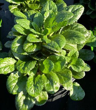 Packera obovata - Golden Groundsel or Ragwort from Pleasant Run Nursery