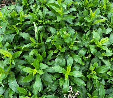 Penstemon calycosus - Calico Beardtongue from Pleasant Run Nursery