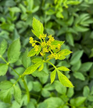 Zizia aurea - Golden Alexander from Pleasant Run Nursery