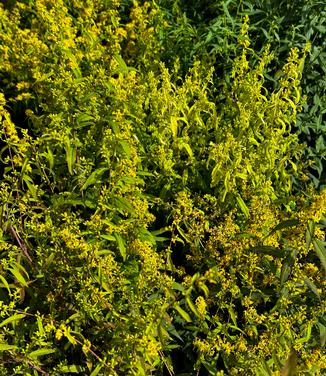 Solidago caesia - Blue Stemmed Goldenrod from Pleasant Run Nursery