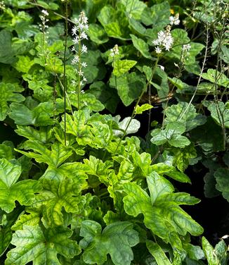 Tiarella cordifolia - Foamflower from Pleasant Run Nursery