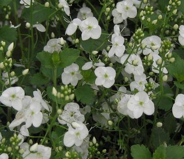 Veronica peduncularis 'Whitewater' - Speedwell from Pleasant Run Nursery