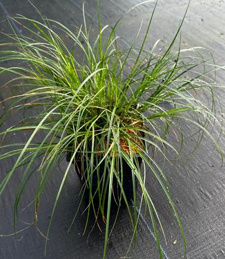 Carex vulpinoidea - Sedge- fox from Pleasant Run Nursery