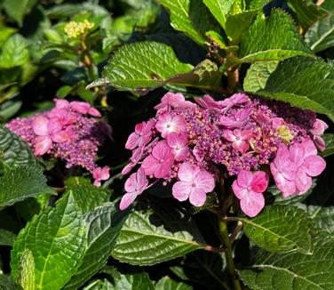 Hydrangea macrophylla Endless Summer® Pop Star™