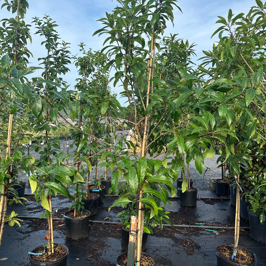 Chionanthus pygmaeus - Pigmy Fringetree from Pleasant Run Nursery
