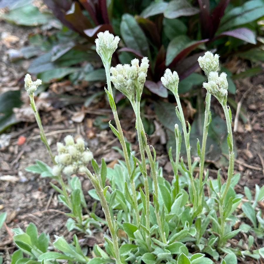 Antennaria plantaginifolia - Pussytoes from Pleasant Run Nursery