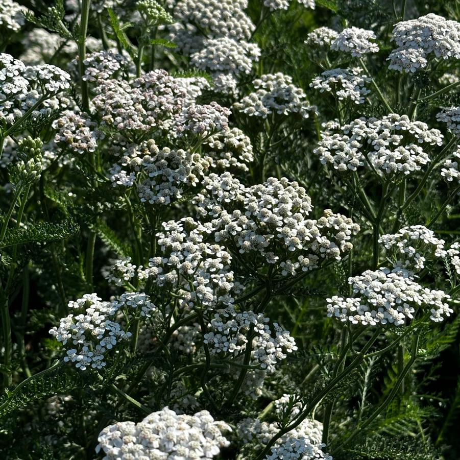 Achillea millefolium - Common Yarrow from Pleasant Run Nursery
