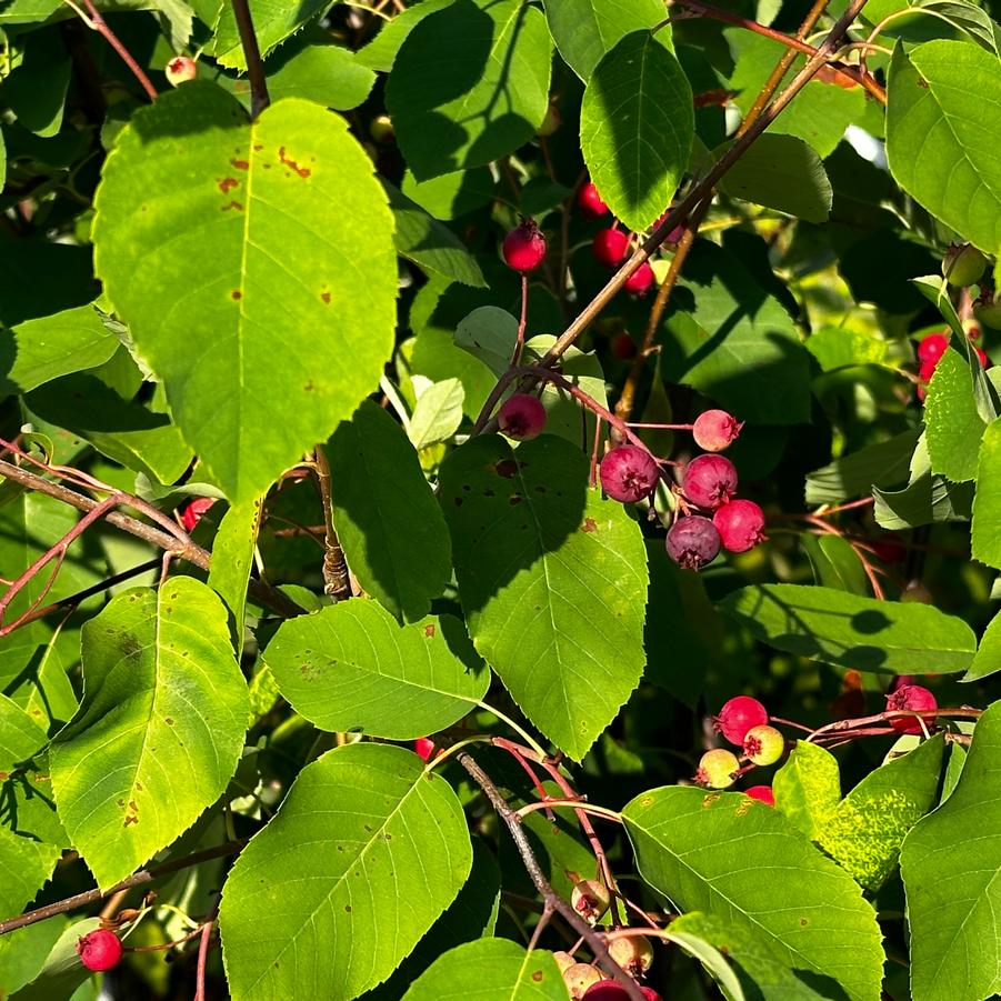 Amelanchier canadensis - Canada Serviceberry from Pleasant Run Nursery