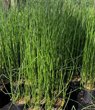 Equisetum hyemale - Horsetail from Pleasant Run Nursery