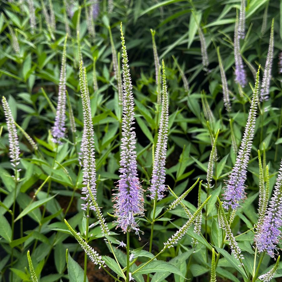 Veronicastrum virginicum 'Challenger' - Culver's Root from Pleasant Run Nursery