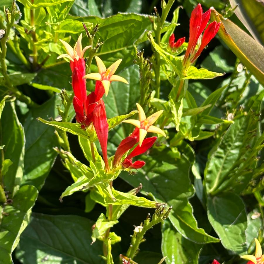 Spigelia marilandica 'Ragin Cajun' - Indian Pink from Pleasant Run Nursery