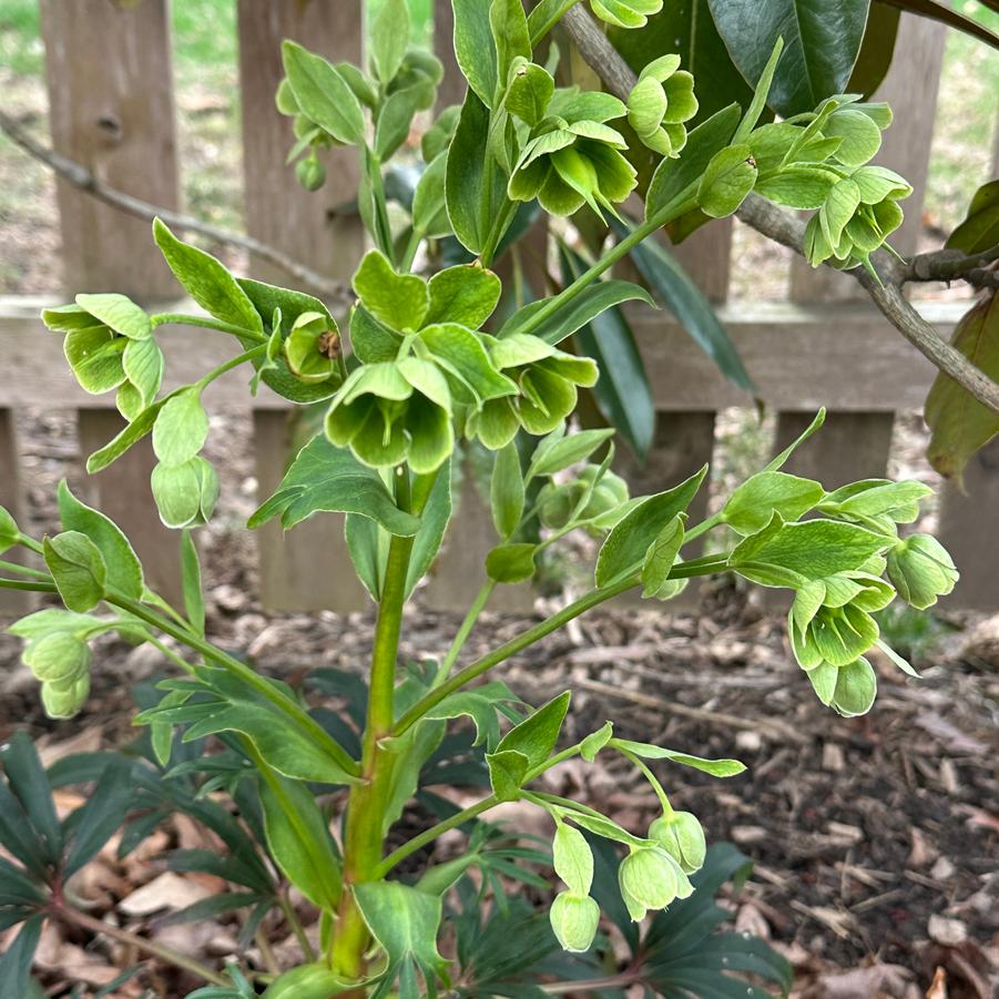 Helleborus foetidus - Stinking Hellebore from Pleasant Run Nursery