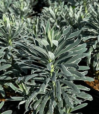 Euphorbia characias ssp. wulfenii 'Glacier Blue' - Spurge from Pleasant Run Nursery