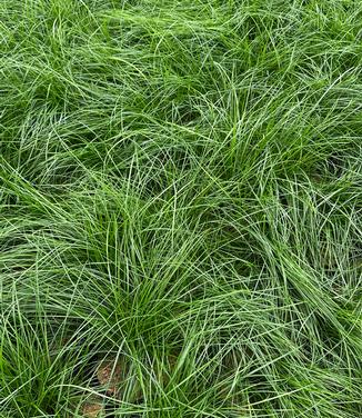 Festuca rubra - Red Fescue from Pleasant Run Nursery