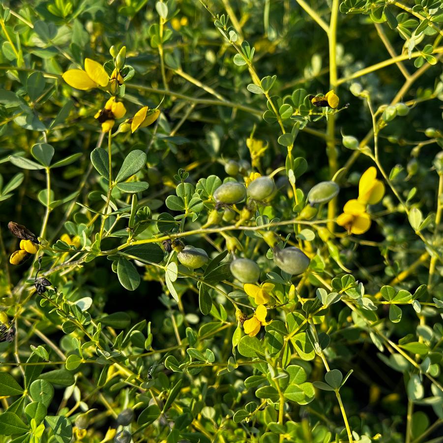 Baptisia tinctoria - Wild Indigo from Pleasant Run Nursery