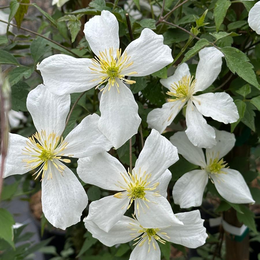 Clematis montana var. grandiflora - Clematis from Pleasant Run Nursery
