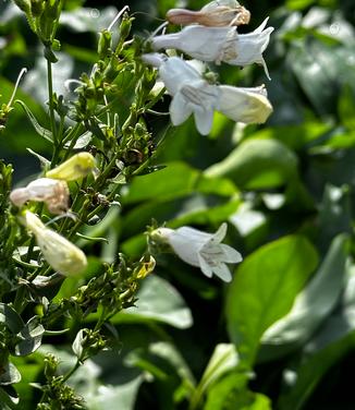 Penstemon digitalis - Beardtongue from Pleasant Run Nursery