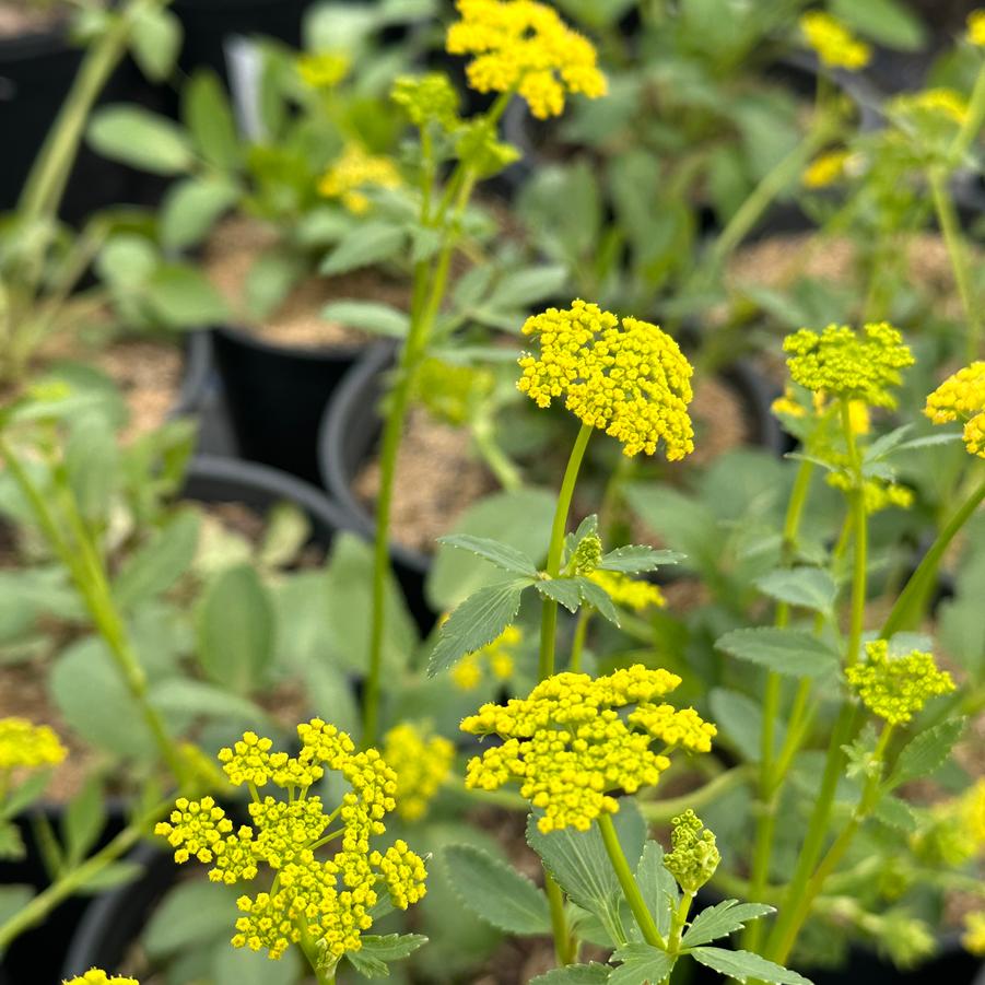 Zizia aptera - Heartleaf Golden Alexander from Pleasant Run Nursery