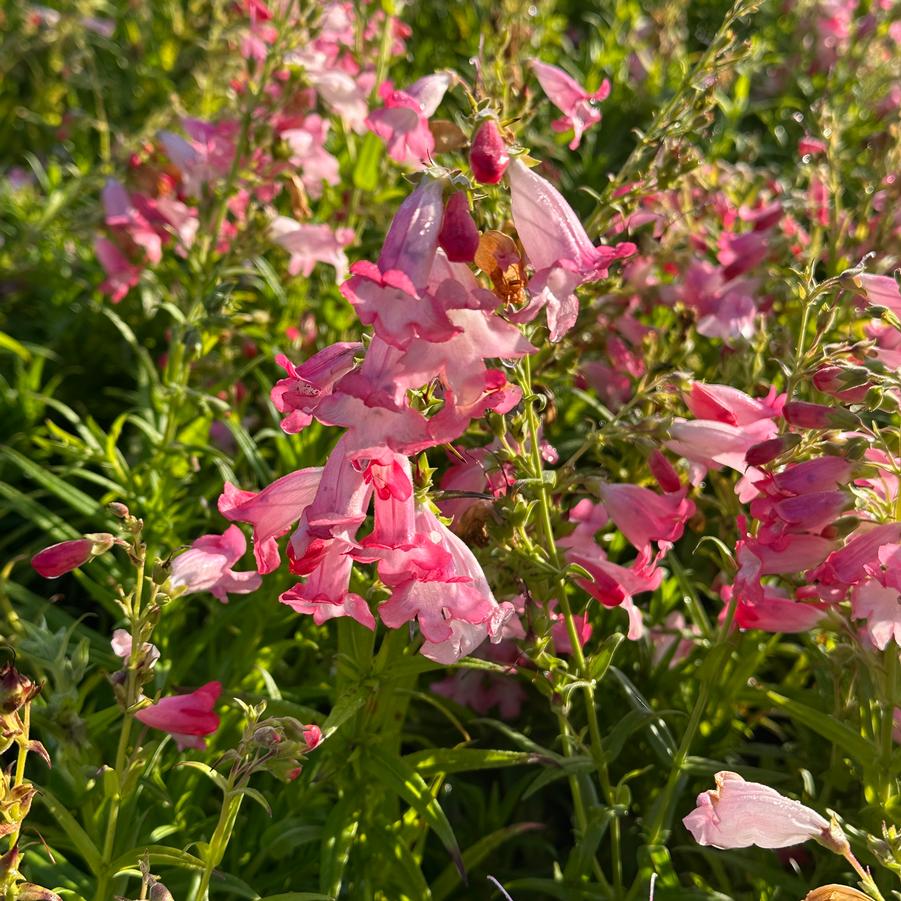 Penstemon x 'Flock of Flamingos' - Beardtongue from Pleasant Run Nursery