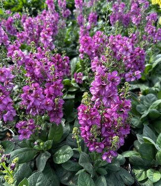 Verbascum x 'Royalty' - Mullein from Pleasant Run Nursery