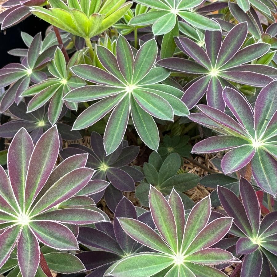 Lupine polyphyllus Westcountry™ 'Tequila Flame' - Lupine from Pleasant Run Nursery