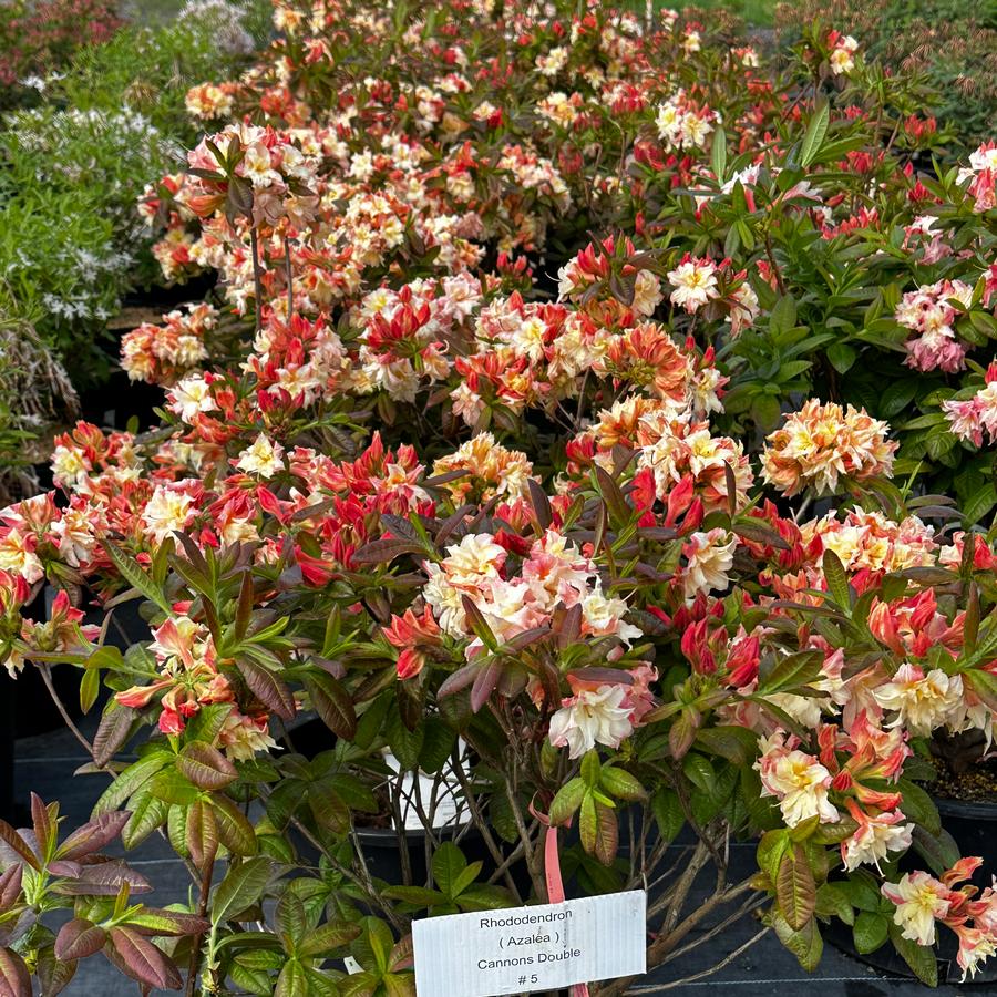 Rhododendron 'Cannons Double' - Deciduous Azalea from Pleasant Run Nursery