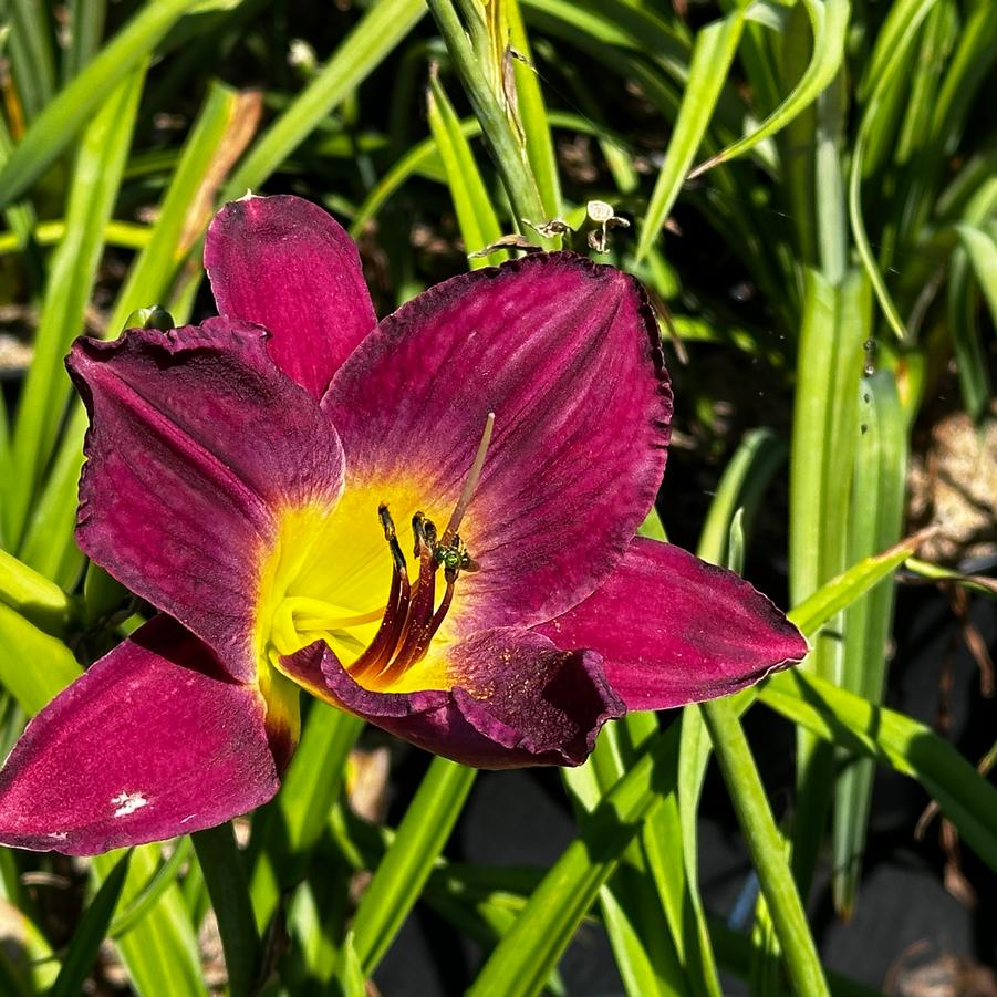 Hemerocallis 'Bela Lugosi' - Daylily from Pleasant Run Nursery