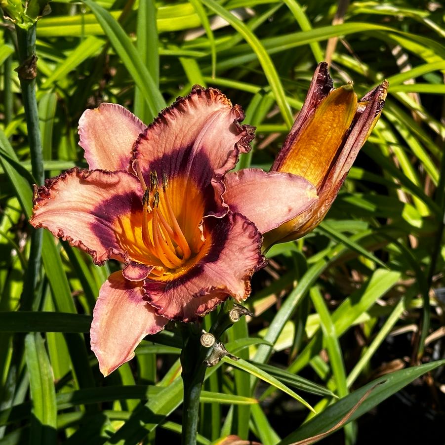 Hemerocallis 'Collage' - Daylily from Pleasant Run Nursery