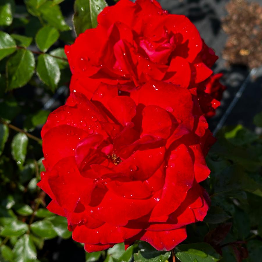 Rosa 'Hot 'n' Spicy' - Climbing Rose from Pleasant Run Nursery