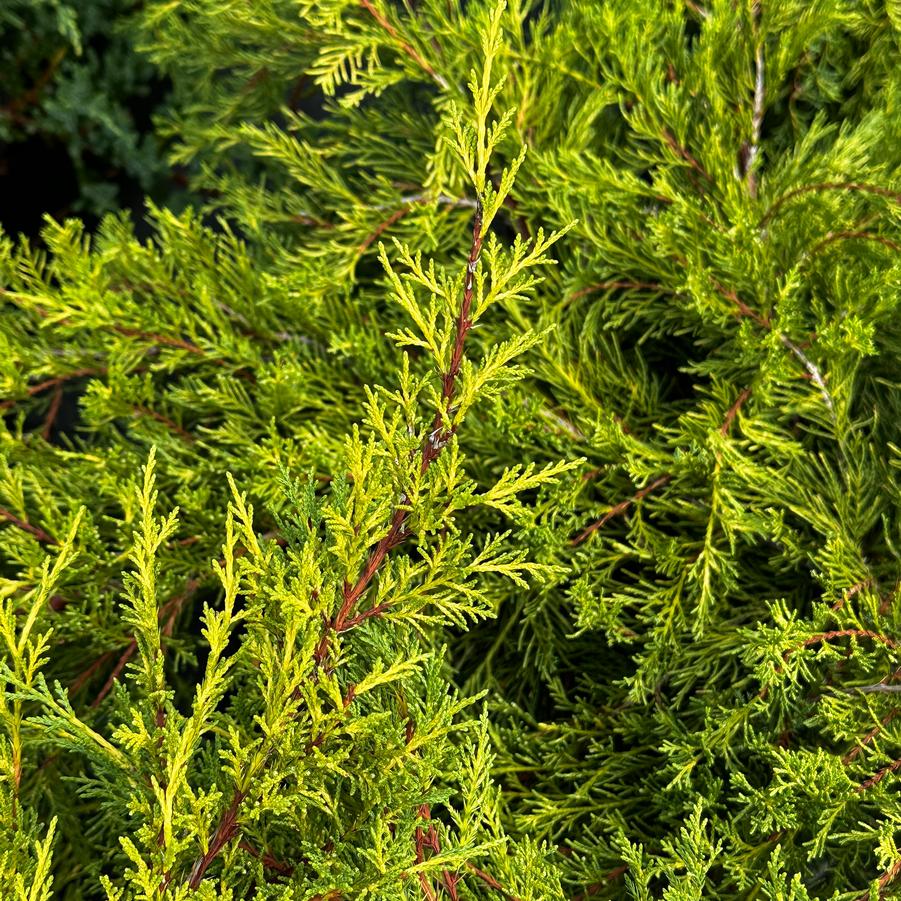 Juniperus x pfitzeriana (syn. chinensis) 'Old Gold' - Juniper from Pleasant Run Nursery