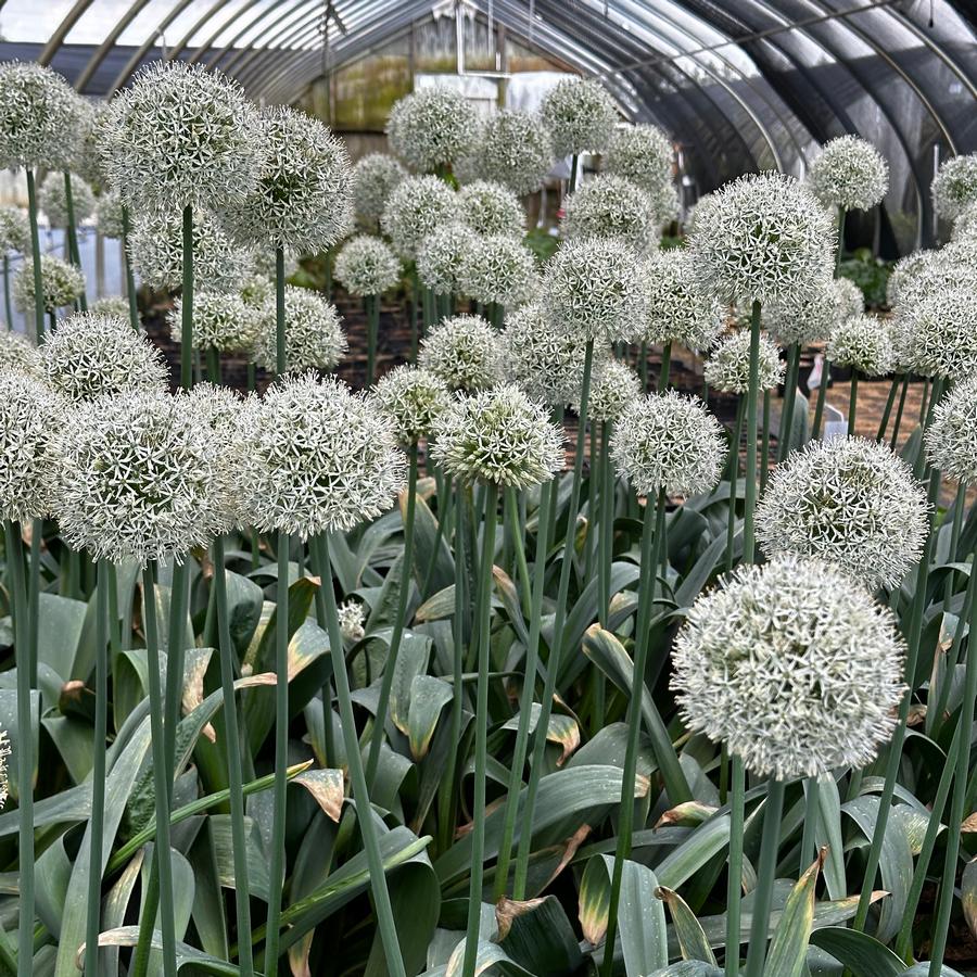 Allium stipitatum 'Mount Everest' - Ornamental Onion from Pleasant Run Nursery