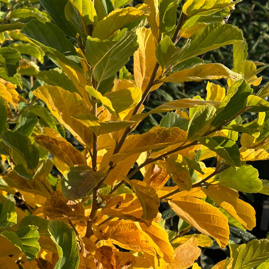 Hamamelis vernalis - Vernal Witchhazel from Pleasant Run Nursery