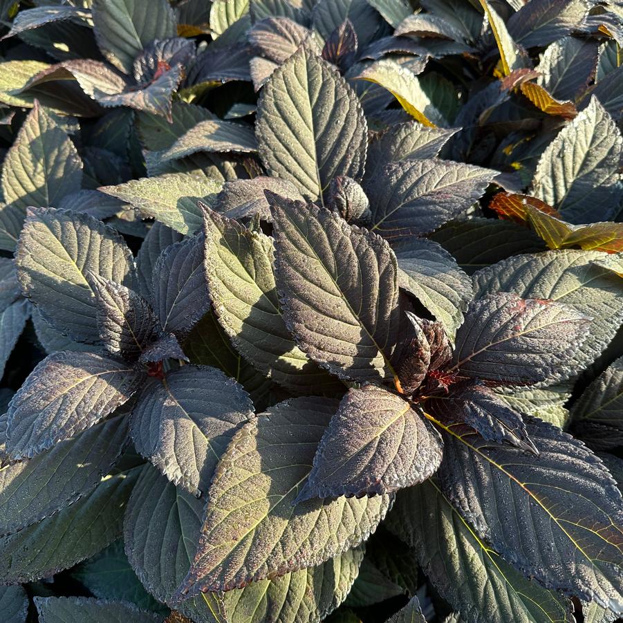 Hydrangea macrophylla Eclipse® - Bigleaf Hydrangea from Pleasant Run Nursery