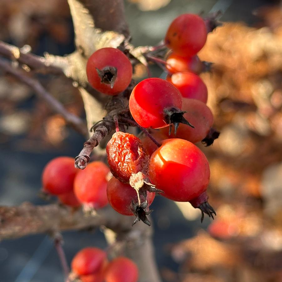 Malus x Raspberry Spear® - Crabapple from Pleasant Run Nursery