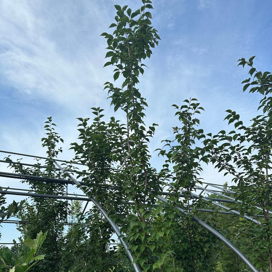 Prunus x hillieri 'Spire' - Cherry from Pleasant Run Nursery