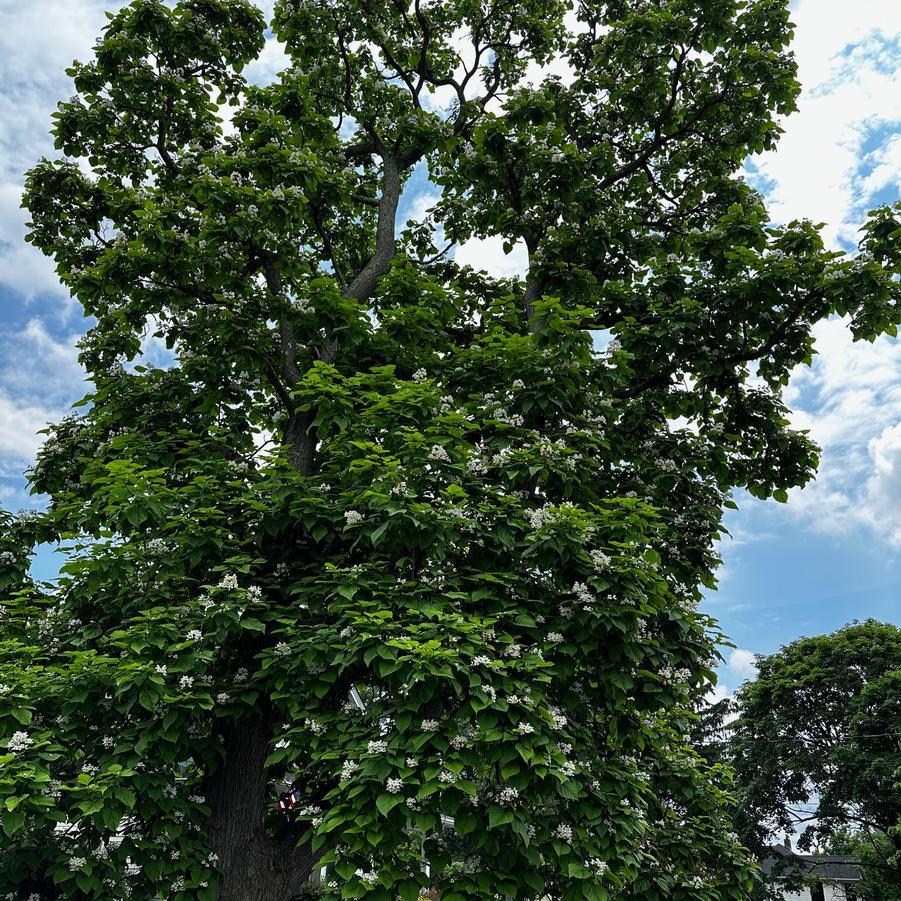 Catalpa speciosa - Catalpa from Pleasant Run Nursery