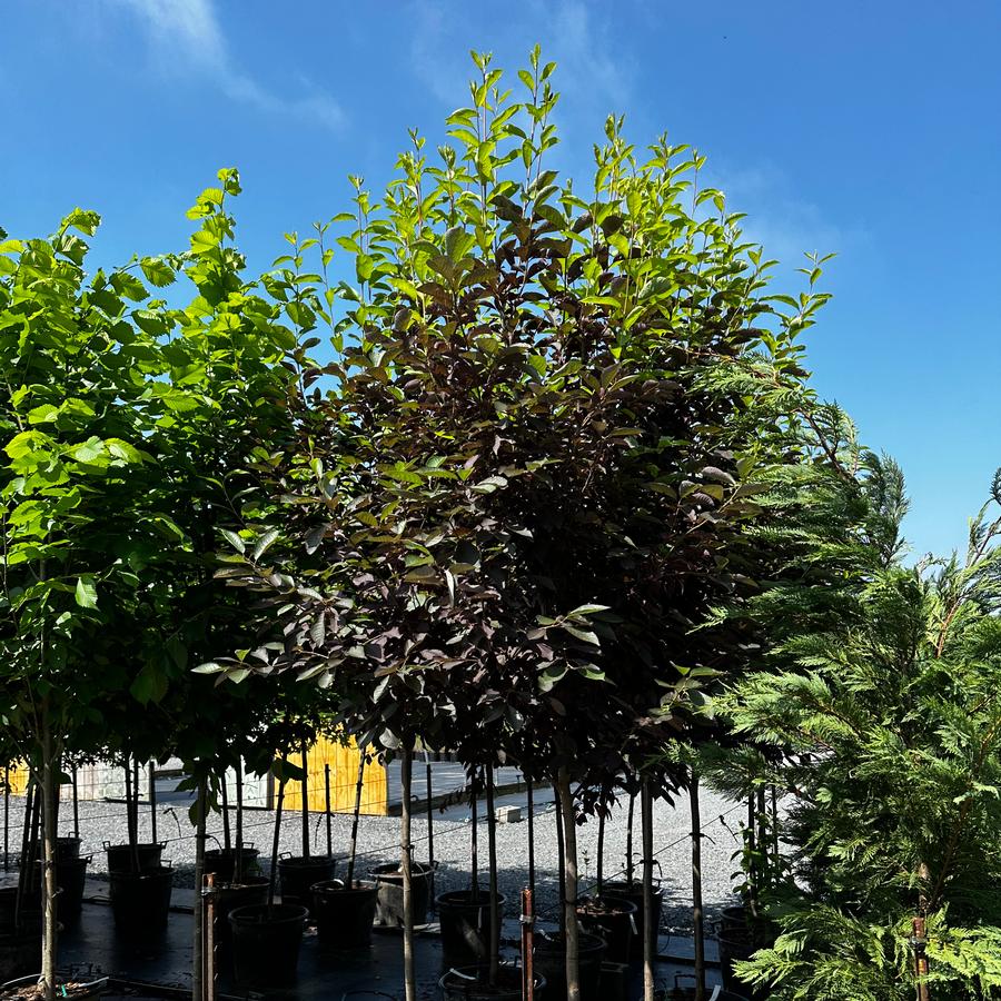 Prunus virginiana 'Canada Red' - Chokecherry from Pleasant Run Nursery