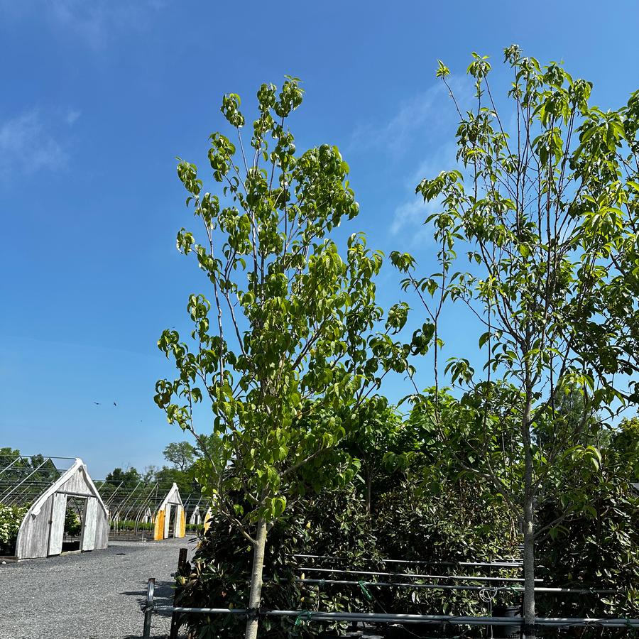 Eucommia ulmoides - Hardy Rubber Tree from Pleasant Run Nursery