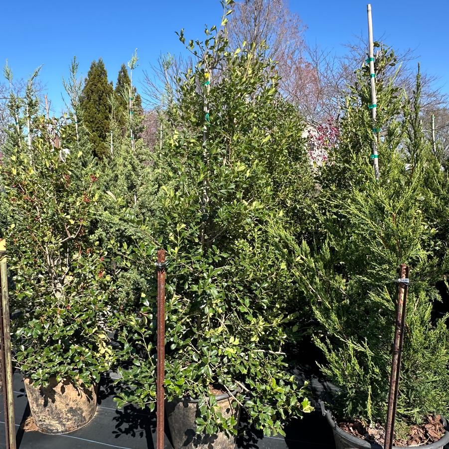 Ilex opaca 'Greenleaf' - American Holly from Pleasant Run Nursery