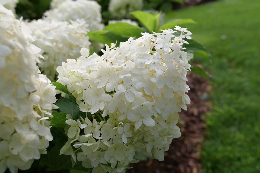 Hydrangea paniculata Puffer Fish® - Panicle Hydrangea (Courtesy of Proven Winners) 